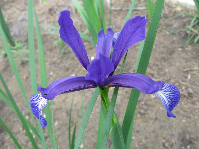 Iris spuria subsp. maritima