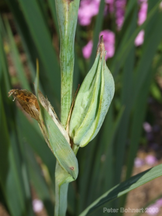 Iris spuria subsp. musulmanica