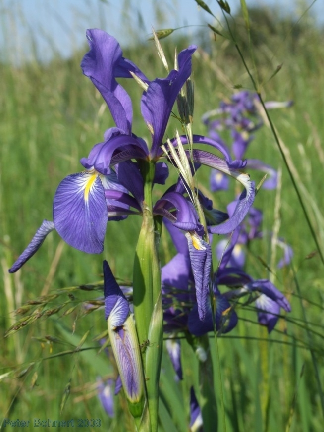Iris spuria subsp. spuria