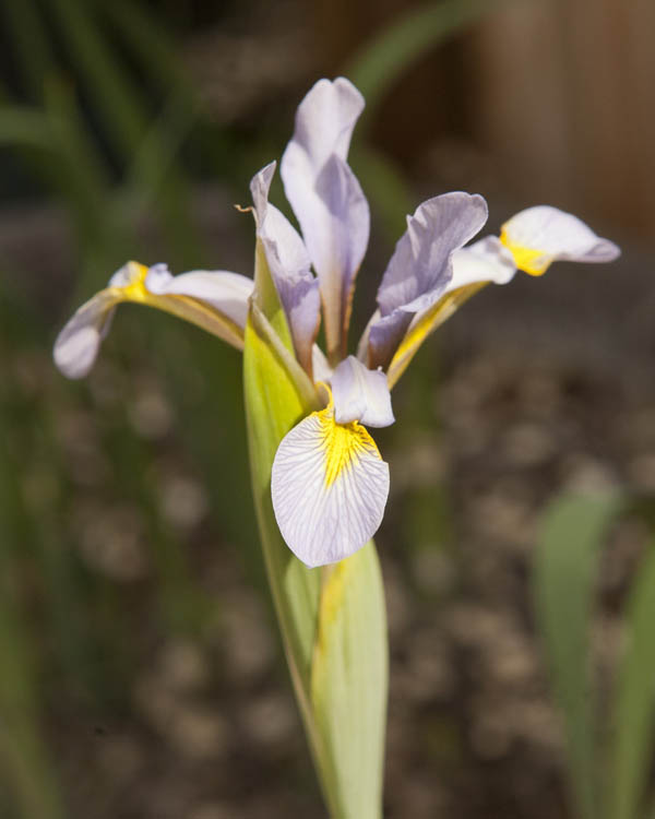 Iris spuria subsp. spuria