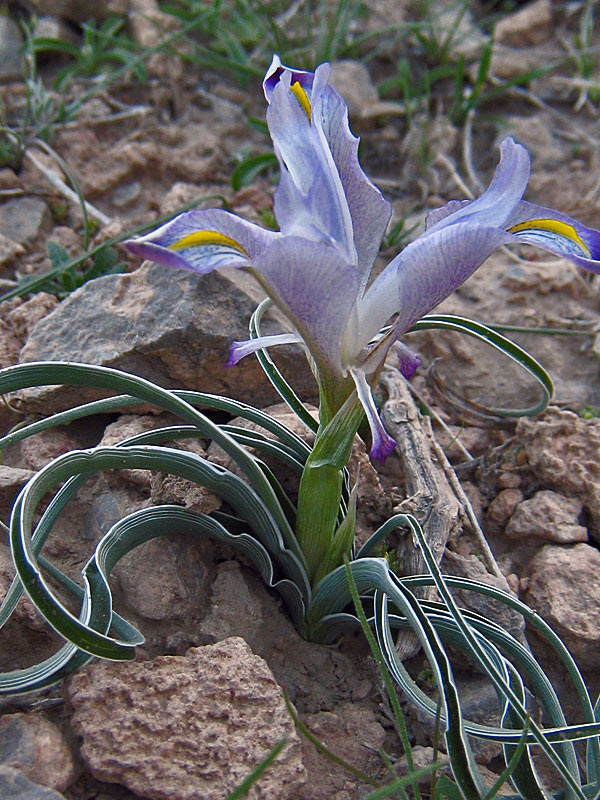 Iris stocksii