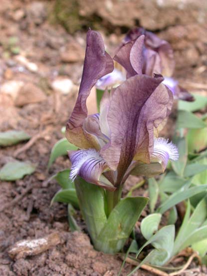 Iris suaveolens