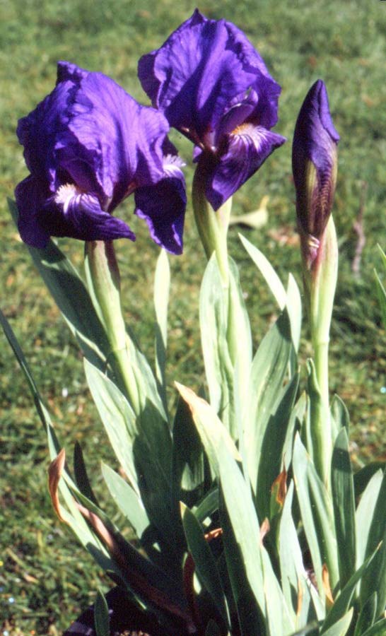 Iris subbiflora