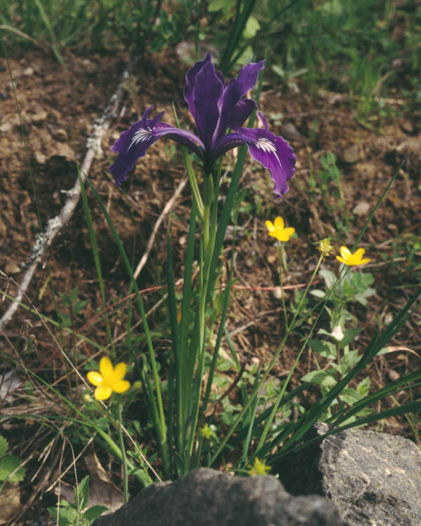 Iris tenax
