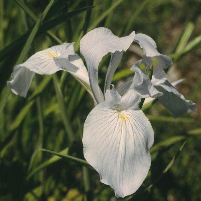 Iris tenax