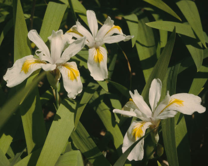 Iris tenuis