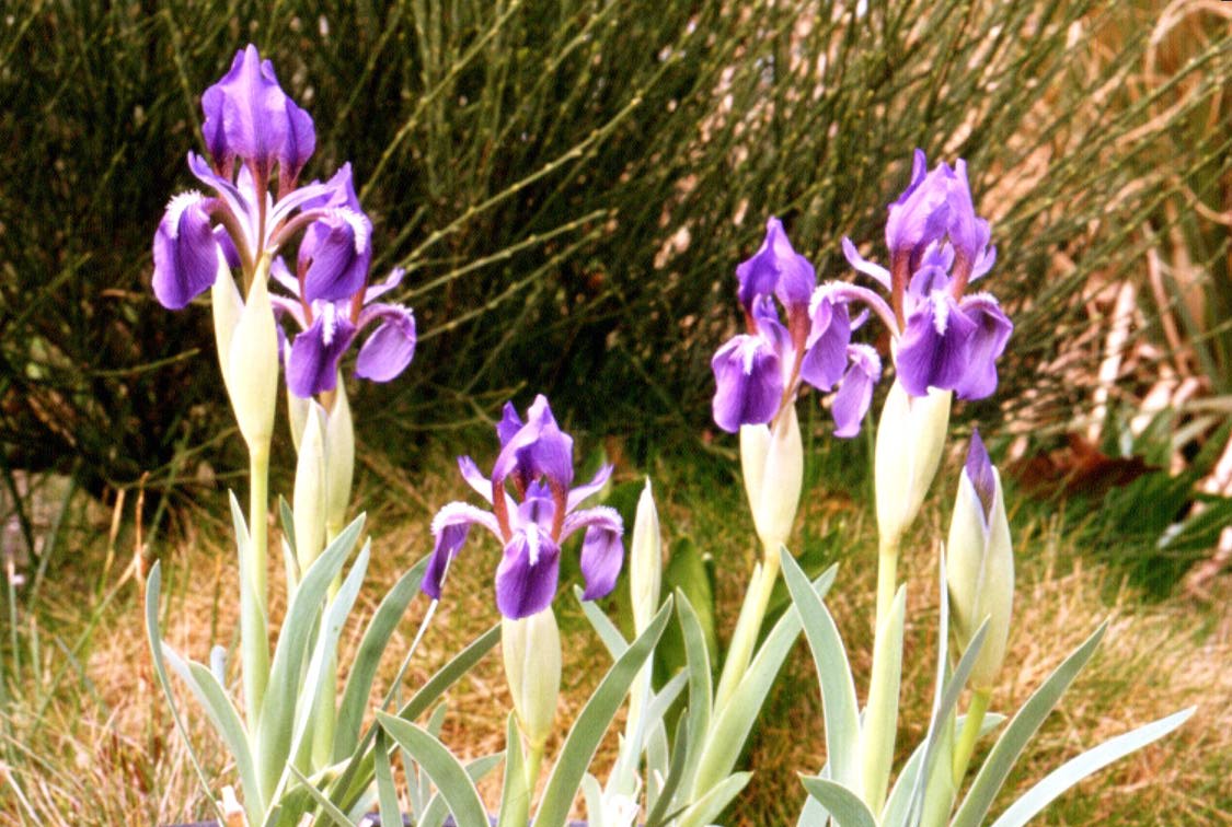 Iris timofejewii