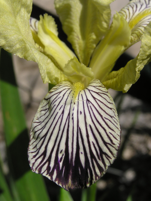 Iris variegata var. pontica