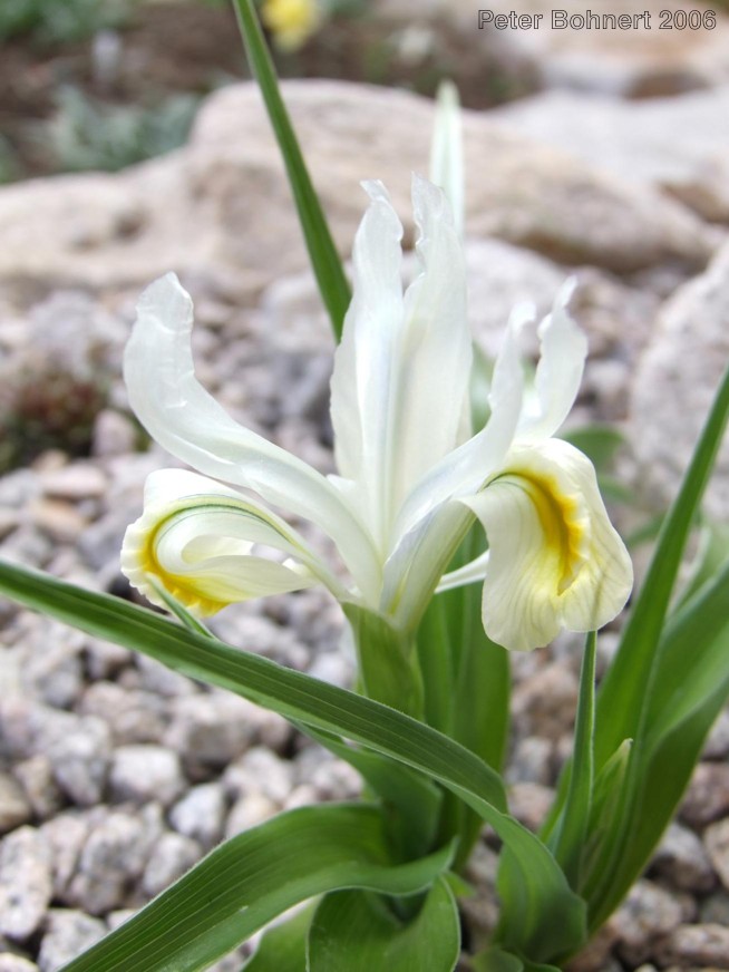 Iris vicaria
