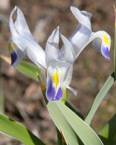 Iris warleyensis