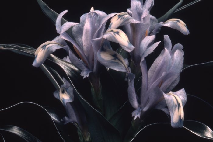 Iris willmottiana