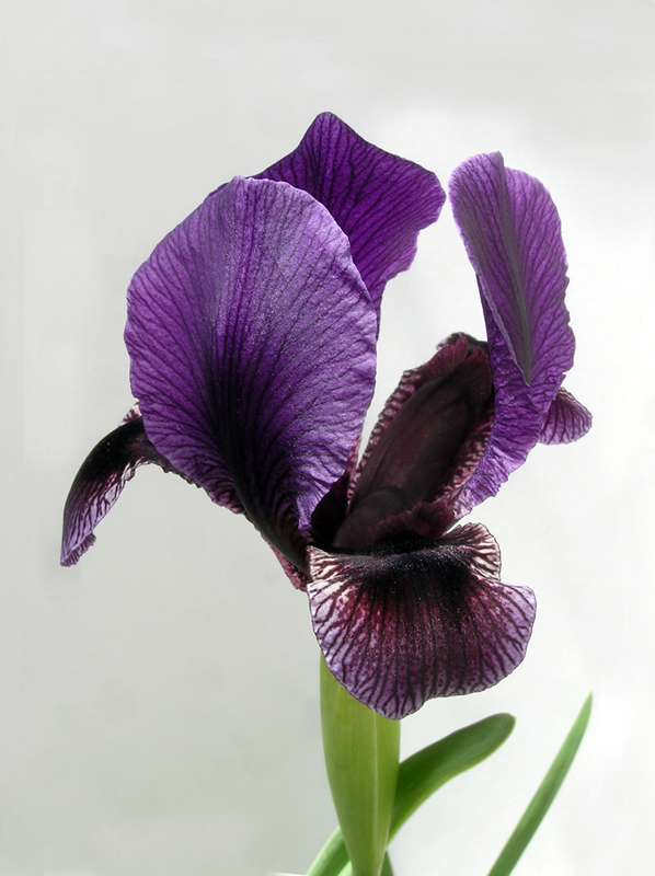 Iris x koenigii