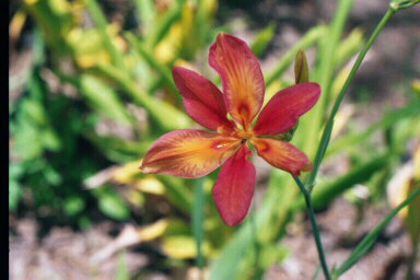 Iris x norrisii